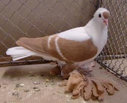 Saxon Wing Pigeon Yellow with White Bars