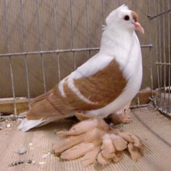 Saxon Wing Pigeon Yellow with White Bars