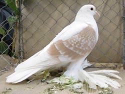 Saxon Wing Pigeon Ash Yellow Checked
