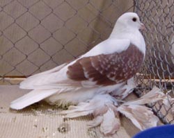Saxon Wing Pigeon Ash Red Checked