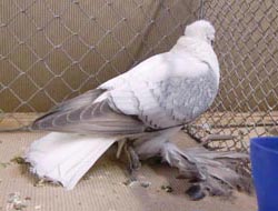 Saxon Wing Pigeon Silver Spangled