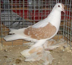 Saxon Wing Pigeon Ash Yellow Checked