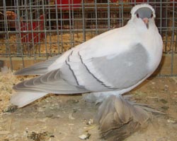 Saxon Wing Pigeon Self Blue with White Bars