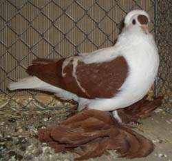 Saxon Wing Pigeon Red with White Bars