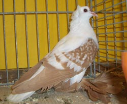 Saxon Wing Pigeon Yellow Spangle