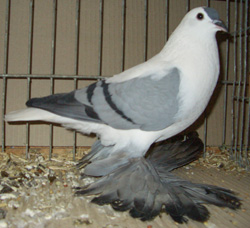 Saxon Wing Pigeon Blue with Black Bars