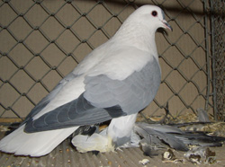 Saxon Wing Pigeon Blue no bars