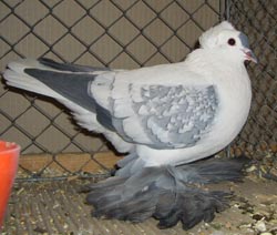 Saxon Wing Pigeon Blue Spangle
