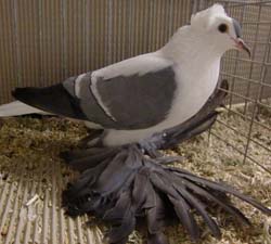 Saxon Wing Pigeon Blue with White Bars