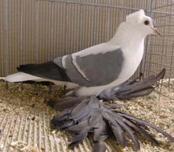 Saxon Wing Pigeon Blue with White Bars