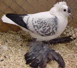Saxon Wing Pigeon Blue Spangle