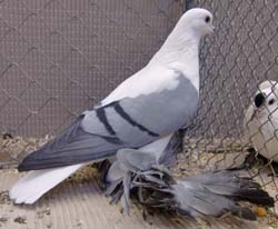 Saxon Wing Pigeon Blue with Black Bars