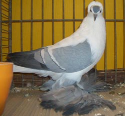 Saxon Wing Pigeon Blue with White Bars