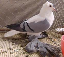Saxon Wing Pigeon Blue with Black Bars