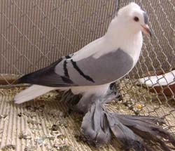 Saxon Wing Pigeon Blue with Black Bars