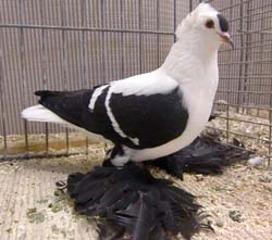 Saxon Wing Pigeon Black with White Bars