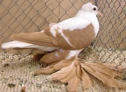 Saxon Wing Pigeon Yellow with White Bars