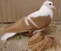 Saxon Wing Pigeon Yellow with White Bars