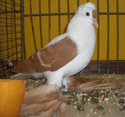 Saxon Wing Pigeon Yellow with White Bars