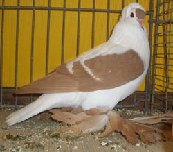 Saxon Wing Pigeon Yellow with White Bars