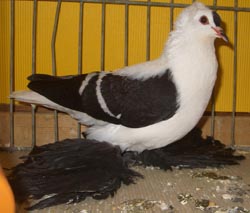 Saxon Wing Pigeon Black with White Bars