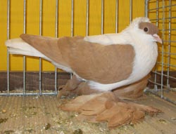 Saxon Swallow Yellow Saxon Swallow Yellow