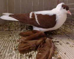 Saxon Swallow Red with White Bars Saxon Swallow Red with White Bars