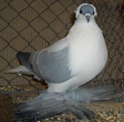 Saxon Swallow Blue with White Bars Saxon Swallow Blue with White Bars