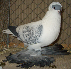 Saxon Swallow Blue Spangle Saxon Swallow Blue Spangle