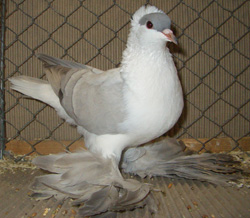 Saxon Swallow Self Blue with White Bars Saxon Swallow Self Blue with White Bars