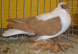 Saxon Swallow Yellow Saxon Swallow Yellow