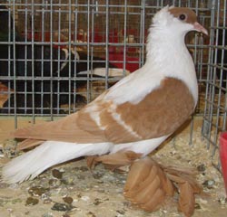 Saxon Swallow Yellow with White Bars Saxon Swallow Yellow with White Bars
