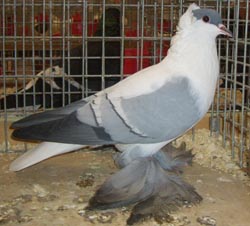 Saxon Swallow Blue with White Bars Saxon Swallow Blue with White Bars