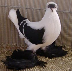 Saxon Swallow Black with White Bars Saxon Swallow Black with White Bars