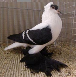 Saxon Swallow Black with White Bars Saxon Swallow Black with White Bars