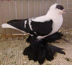 Saxon Swallow Black with White Bars Saxon Swallow Black with White Bars