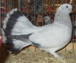 Seldschuk pigeon