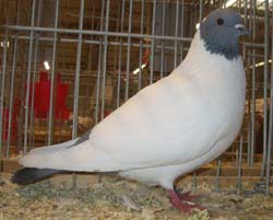 Silesian Moorhead Blue with Black Bars Silesian Moorhead Blue with Black Bars