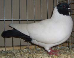 Silesian Moorhead Black Silesian Moorhead Black