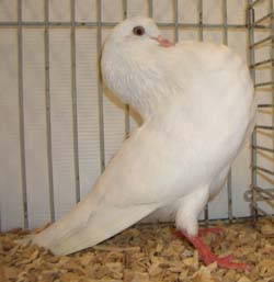 Groninger Slenke White