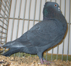 Smyter Black