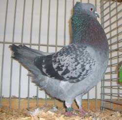 Smyter Checked Blue