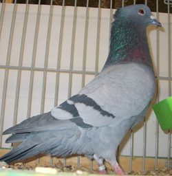 Smyter Blue with Black Bars
