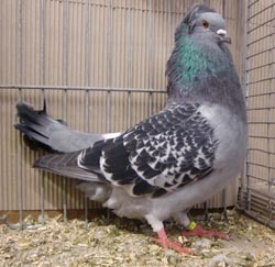 Crested Soultz Checked Blue Crested Soultz Checked Blue