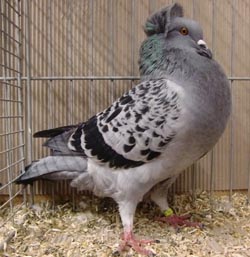 Crested Soultz Checked Blue Crested Soultz Checked Blue
