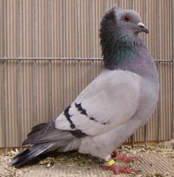 Crested Soultz Checked Blue Crested Soultz Checked Blue