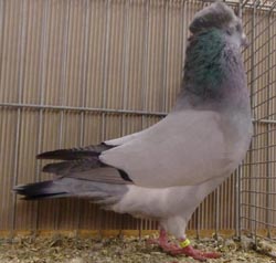 Crested Soultz Blue no bars Crested Soultz Blue no bars