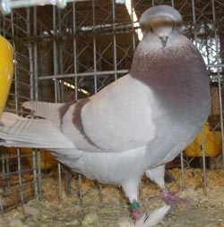 Crested Soultz Ash Red Crested Soultz Ash Red