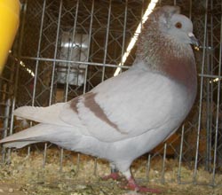 Crested Soultz Ash Red Crested Soultz Ash Red