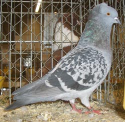 Crested Soultz Checked Blue Crested Soultz Checked Blue